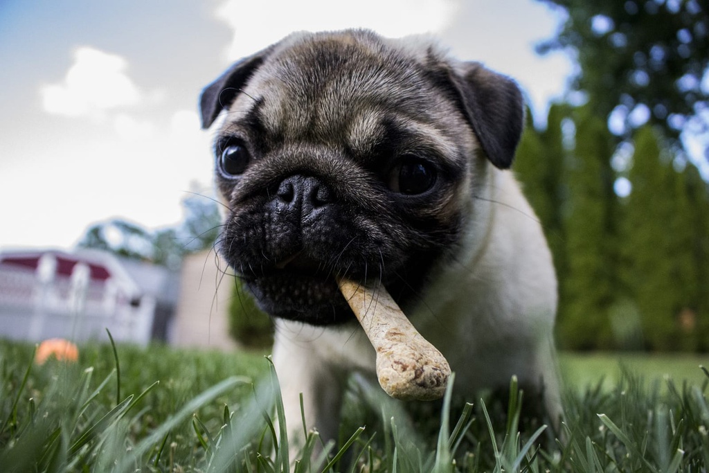 Puppy course